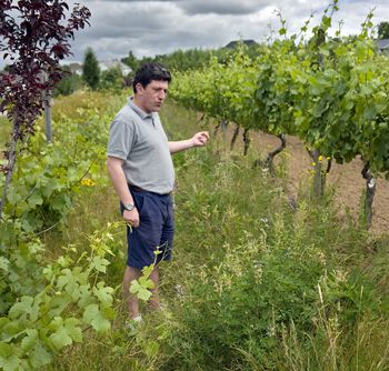 Winemaker Gilles de Domingo stands in a test plot where they are allowing cover crop to grow untouched at Cooper Mountain Vineyards in Beaverton. Winemaker Gilles de Domingo stands in a test plot where they are allowing cover crop to grow untouched at Cooper Mountain Vineyards in Beaverton.